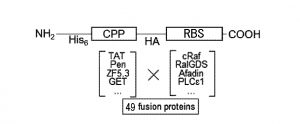 artificial protein patent image